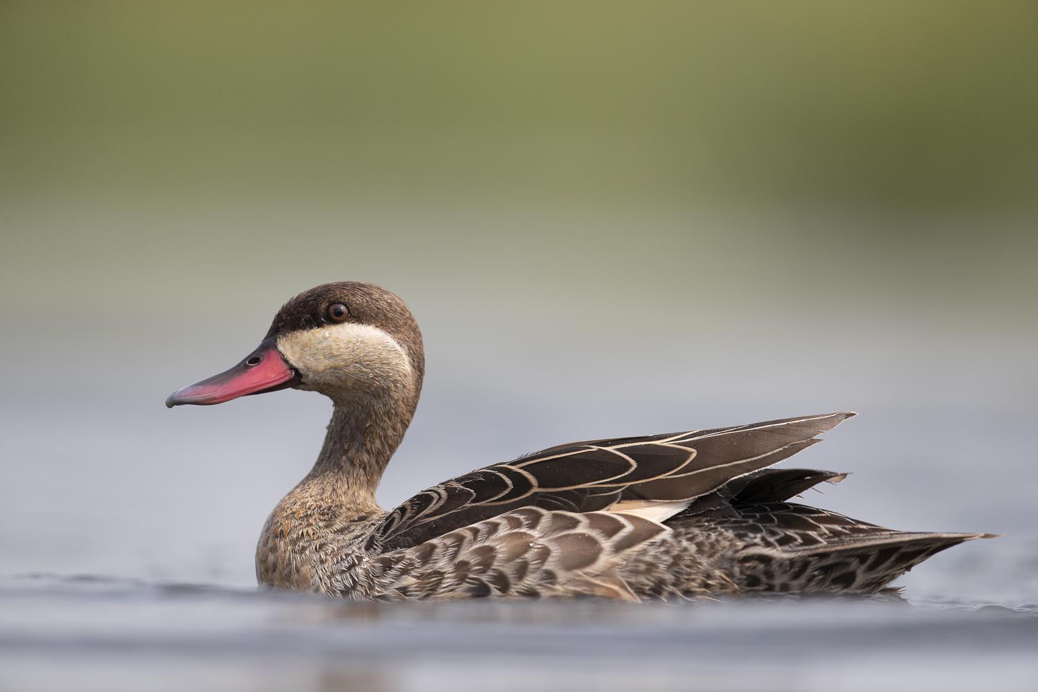 CERU-Celebrating Bird Diversity052