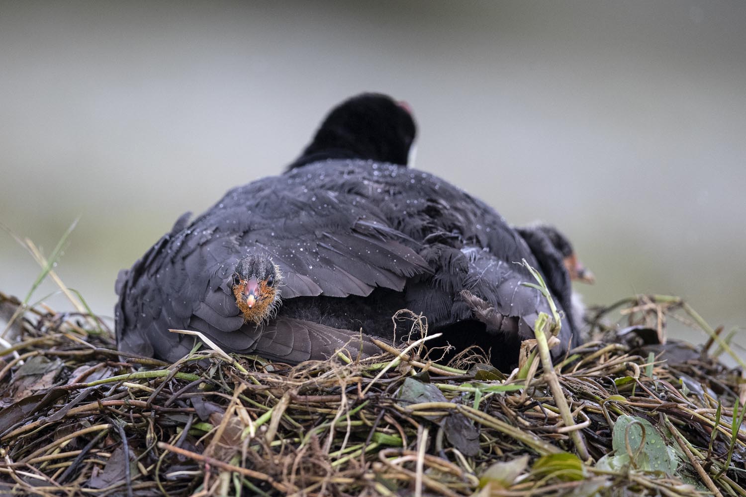 CERU-Celebrating Bird Diversity053
