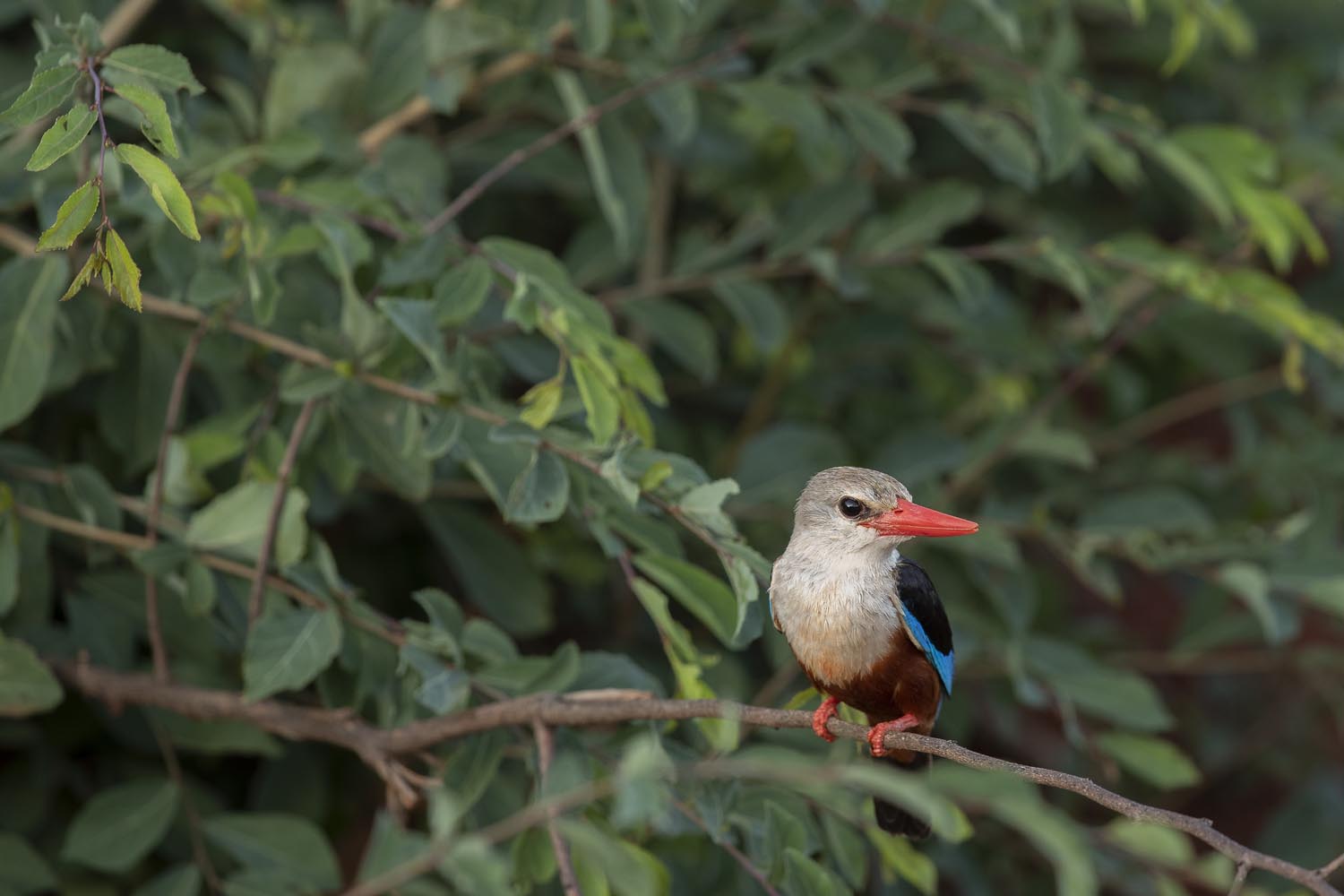 CERU-Celebrating Bird Diversity054