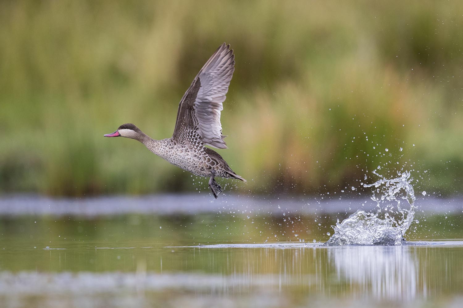 CERU-Celebrating Bird Diversity055
