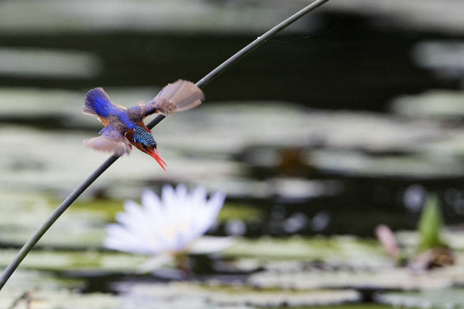 CERU-Celebrating Bird Diversity056