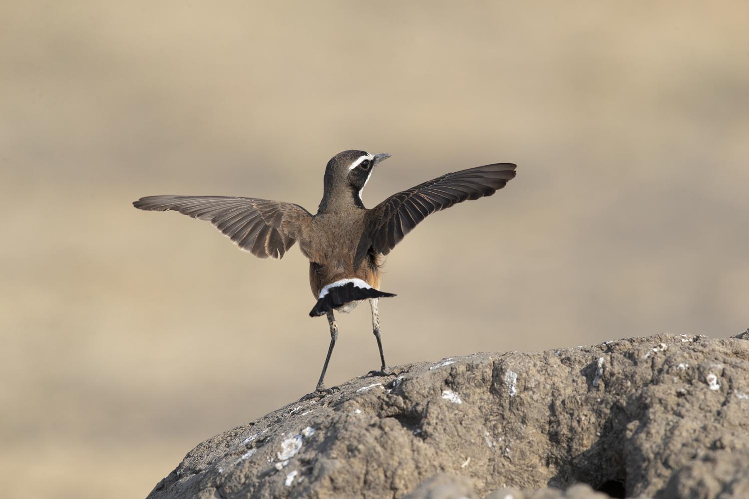 CERU-Celebrating Bird Diversity057