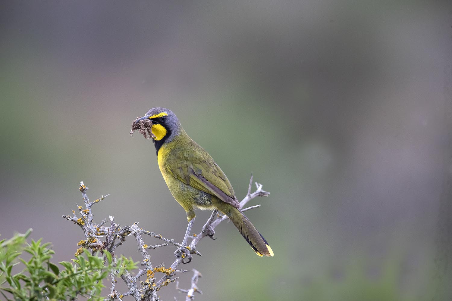 CERU-Celebrating Bird Diversity058