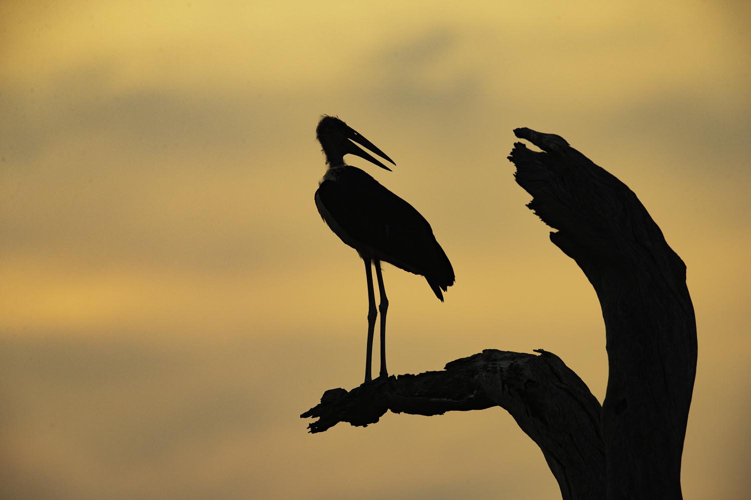 CERU-Celebrating Bird Diversity059