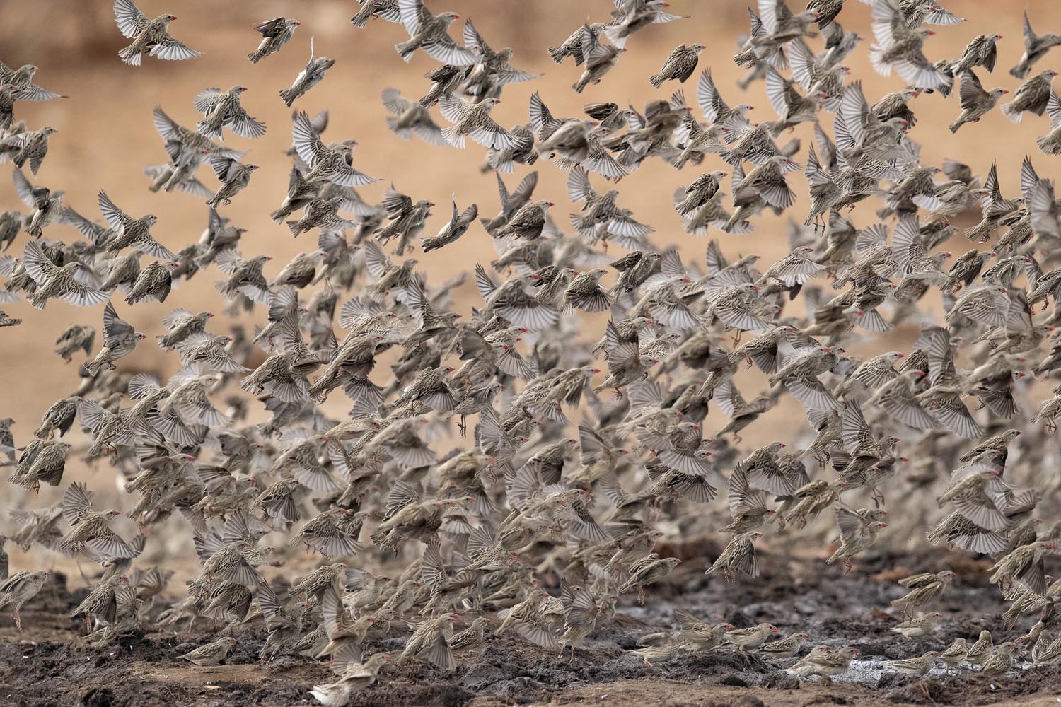 CERU-Celebrating Bird Diversity060