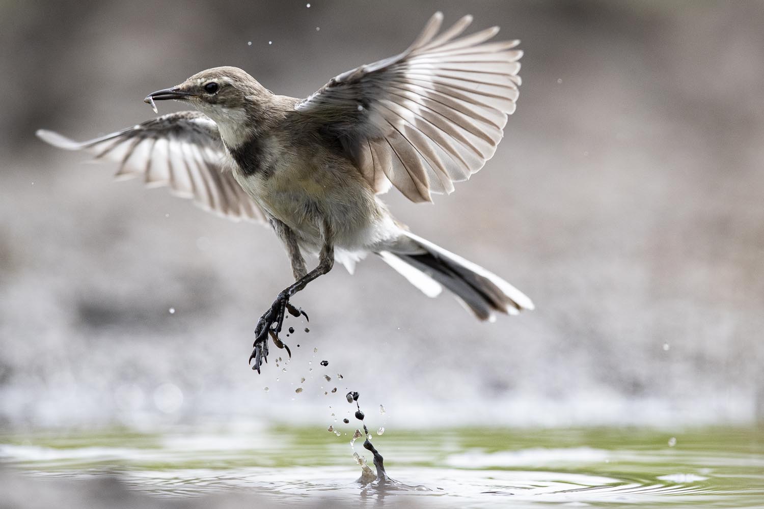 CERU-Celebrating Bird Diversity061