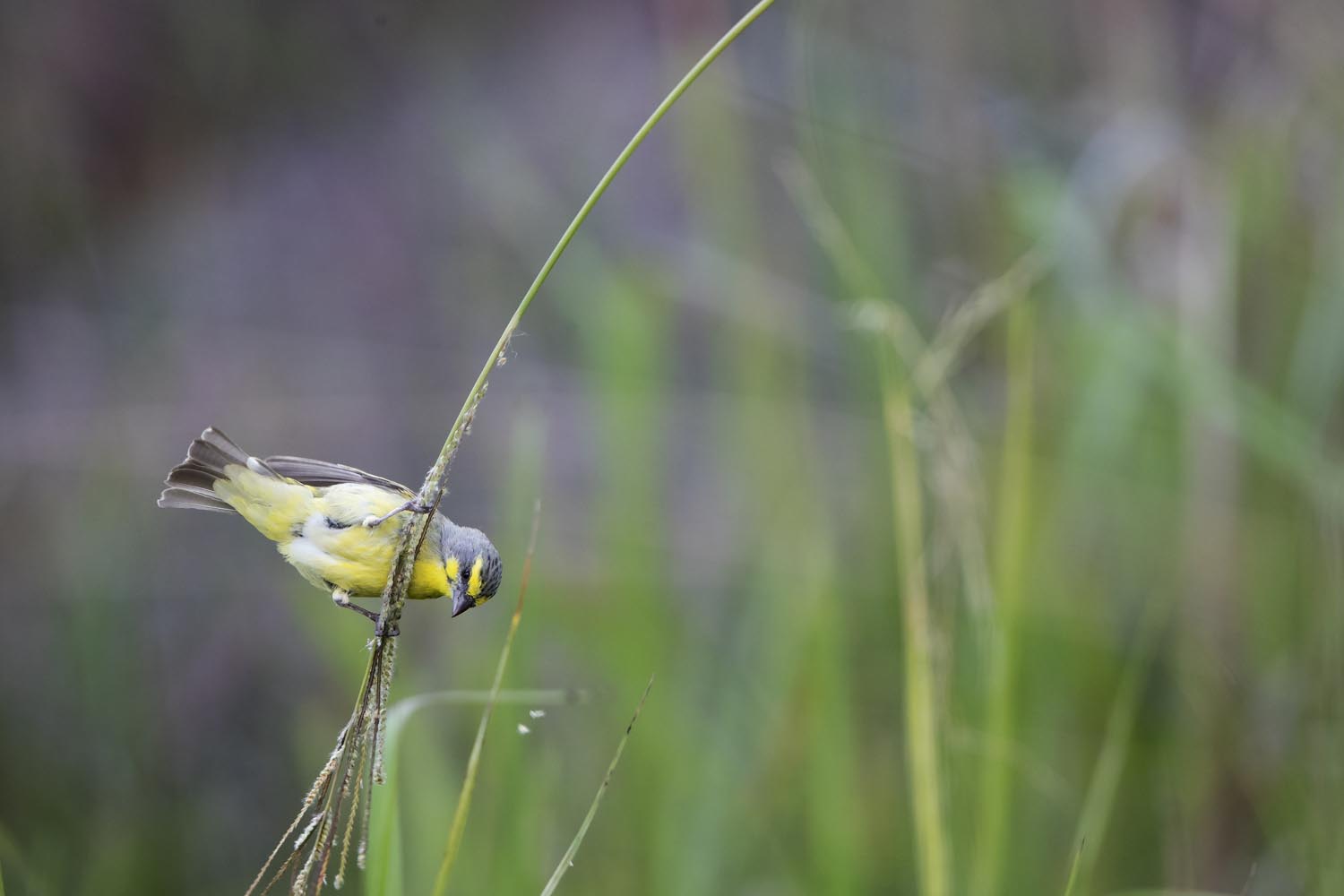 CERU-Celebrating Bird Diversity062