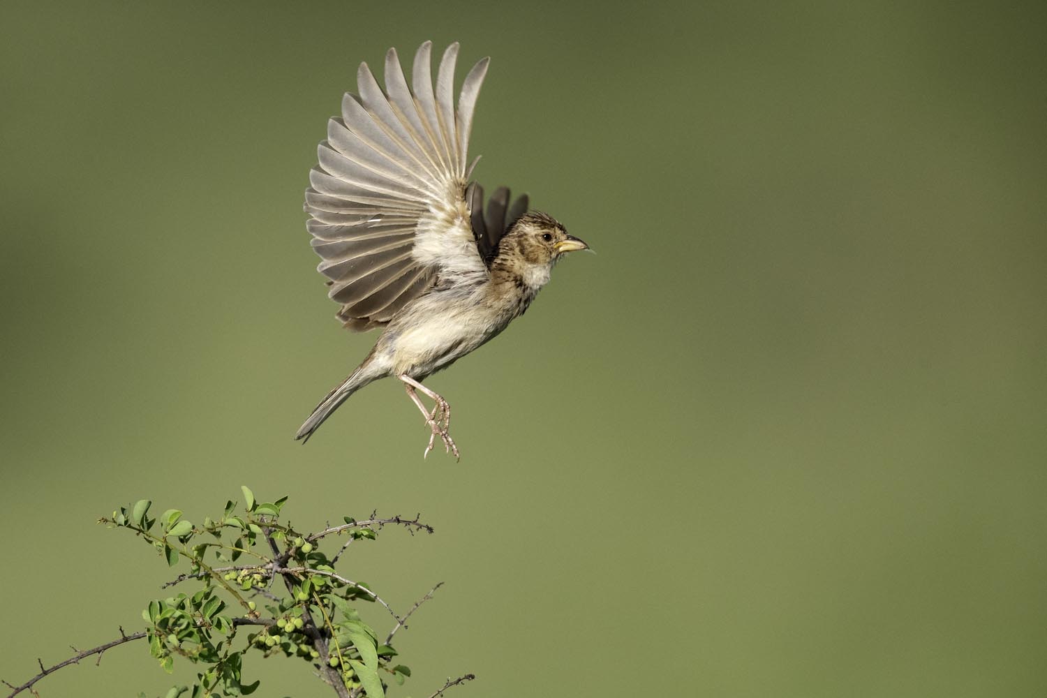 CERU-Celebrating Bird Diversity063