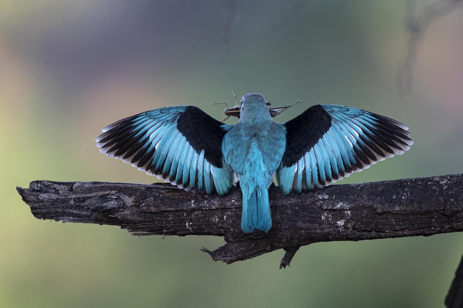 CERU-Celebrating Bird Diversity064