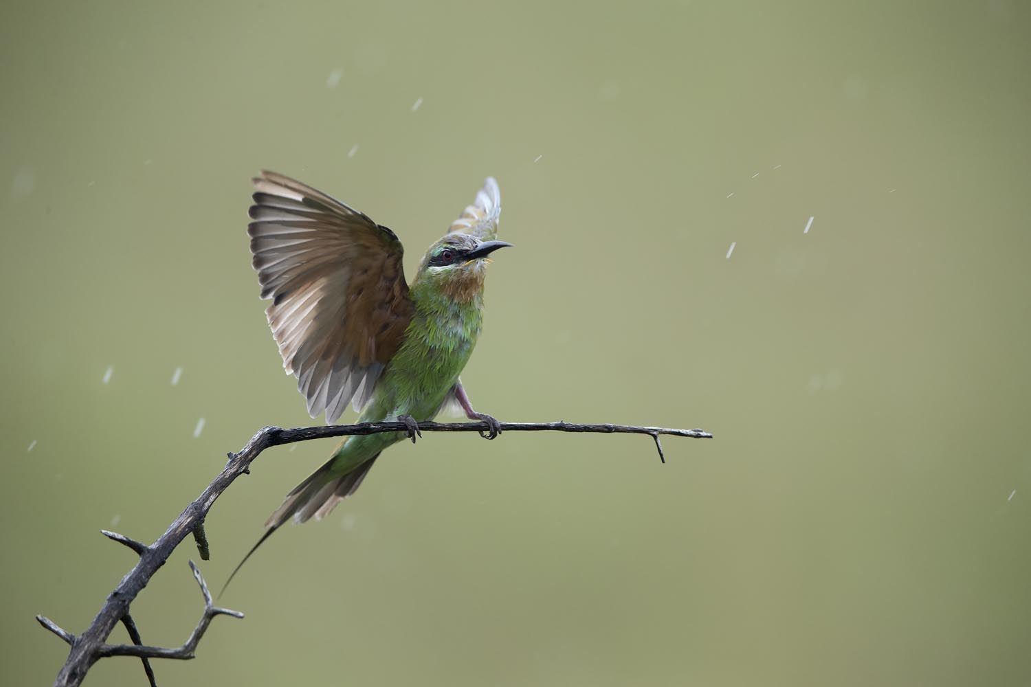 CERU-Celebrating Bird Diversity065