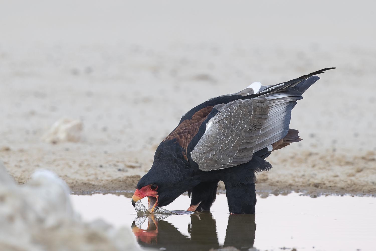 CERU-Celebrating Bird Diversity066