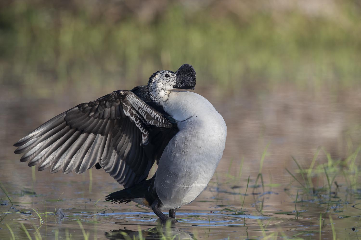 CERU-Celebrating Bird Diversity067