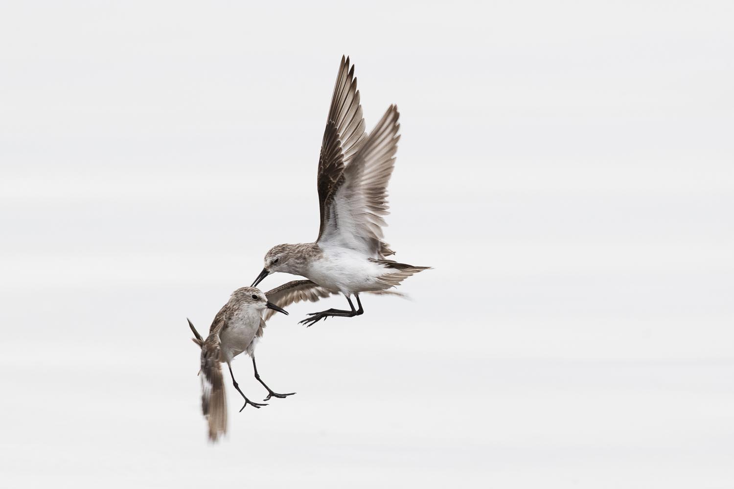 CERU-Celebrating Bird Diversity068