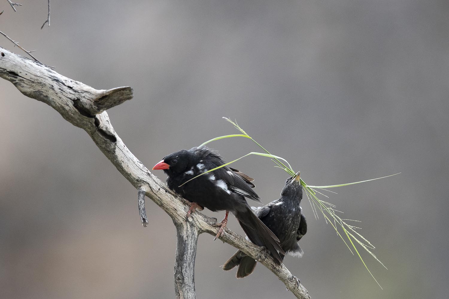 CERU-Celebrating Bird Diversity069