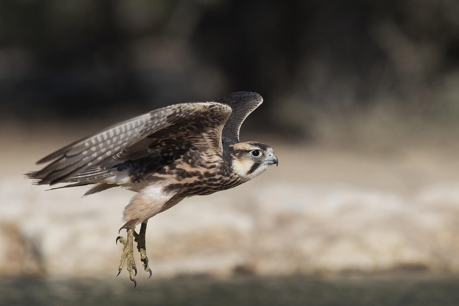 CERU-Celebrating Bird Diversity070