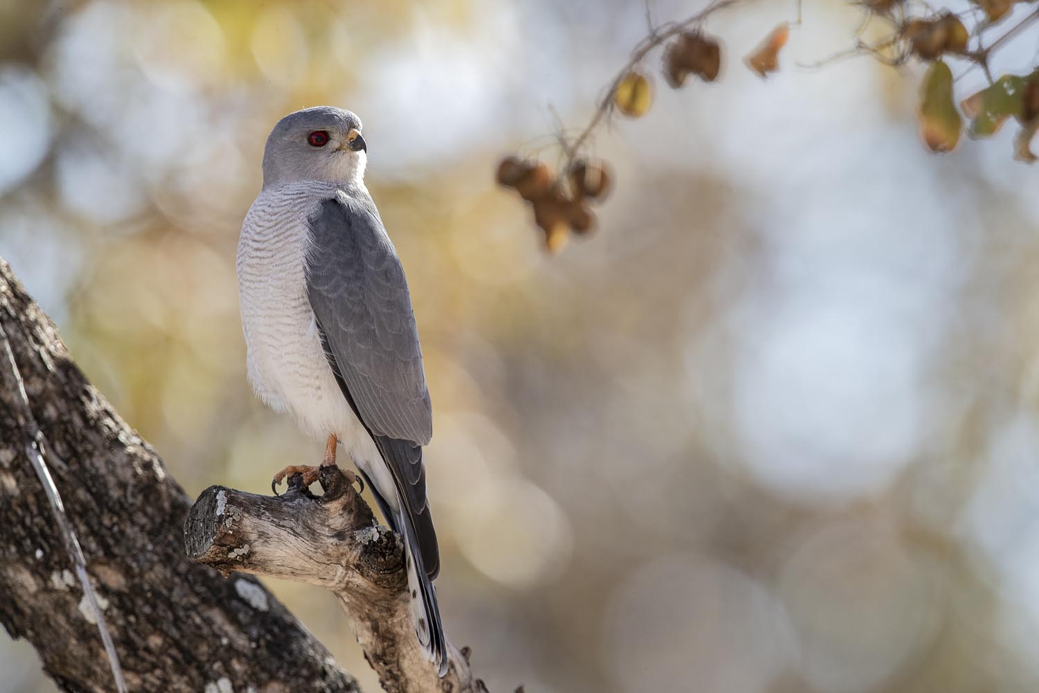 CERU-Celebrating Bird Diversity071