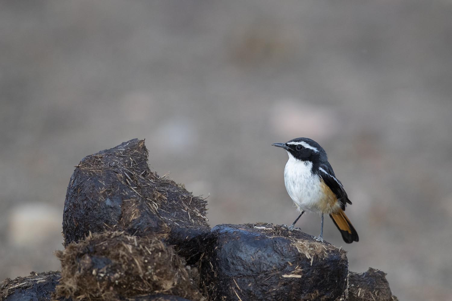 CERU-Celebrating Bird Diversity072