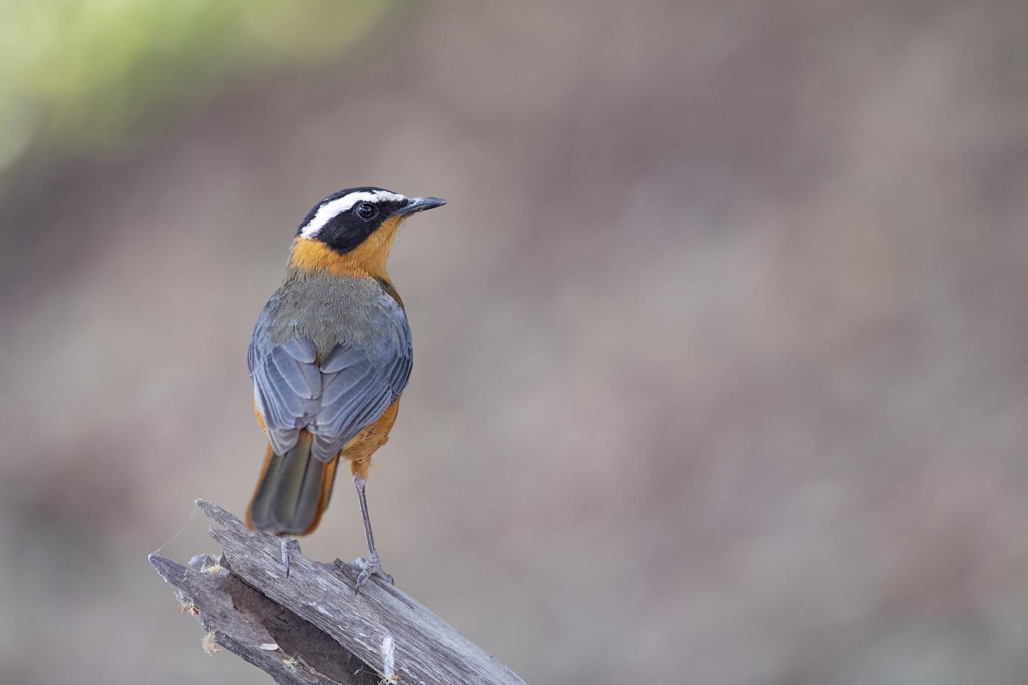 CERU-Celebrating Bird Diversity073