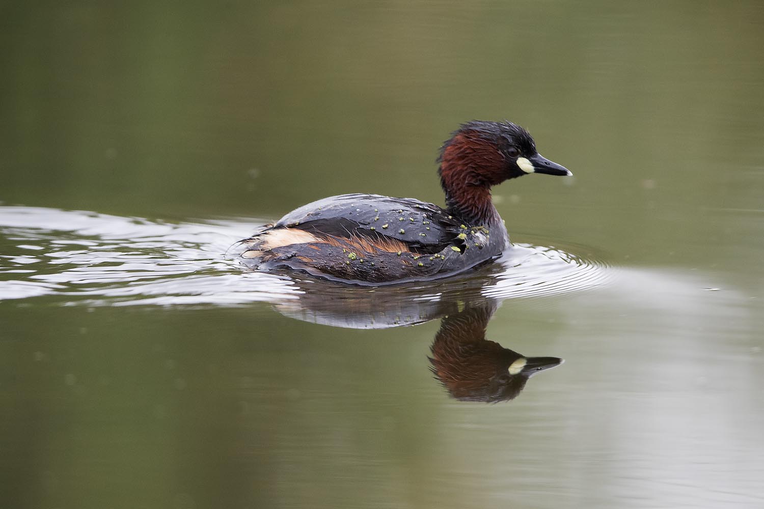CERU-Celebrating Bird Diversity074