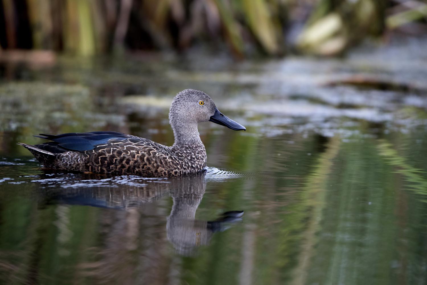 CERU-Celebrating Bird Diversity075