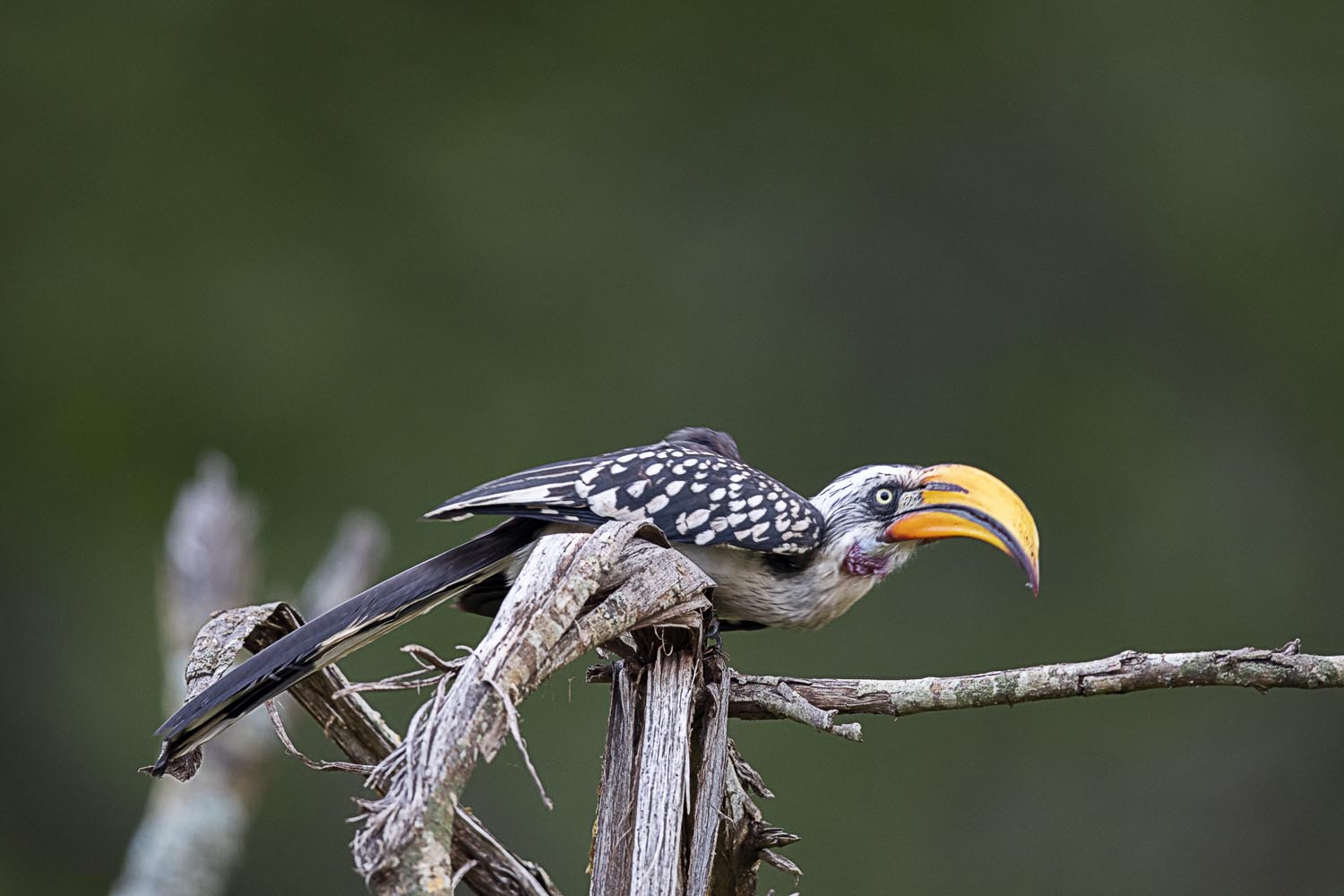 CERU-Celebrating Bird Diversity076