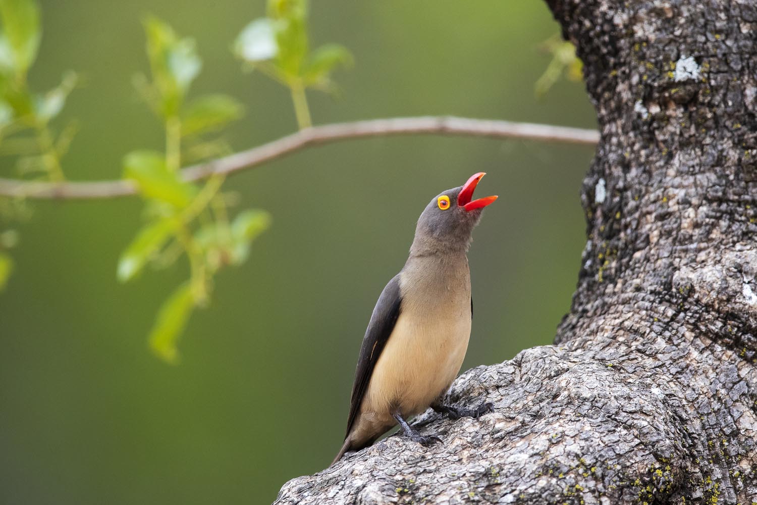 CERU-Celebrating Bird Diversity077