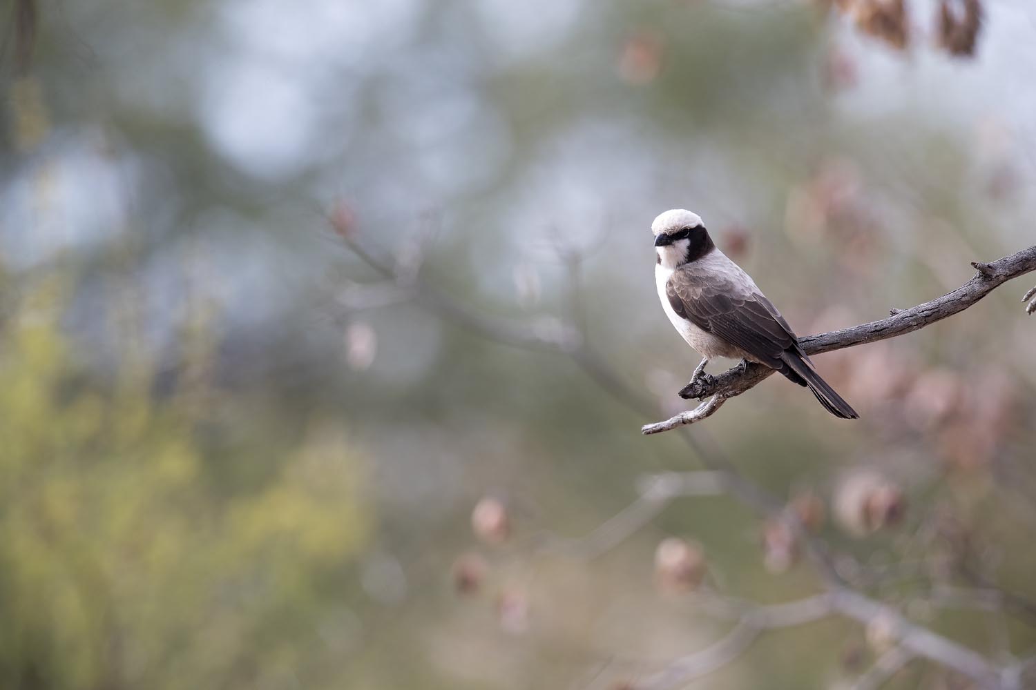 CERU-Celebrating Bird Diversity078