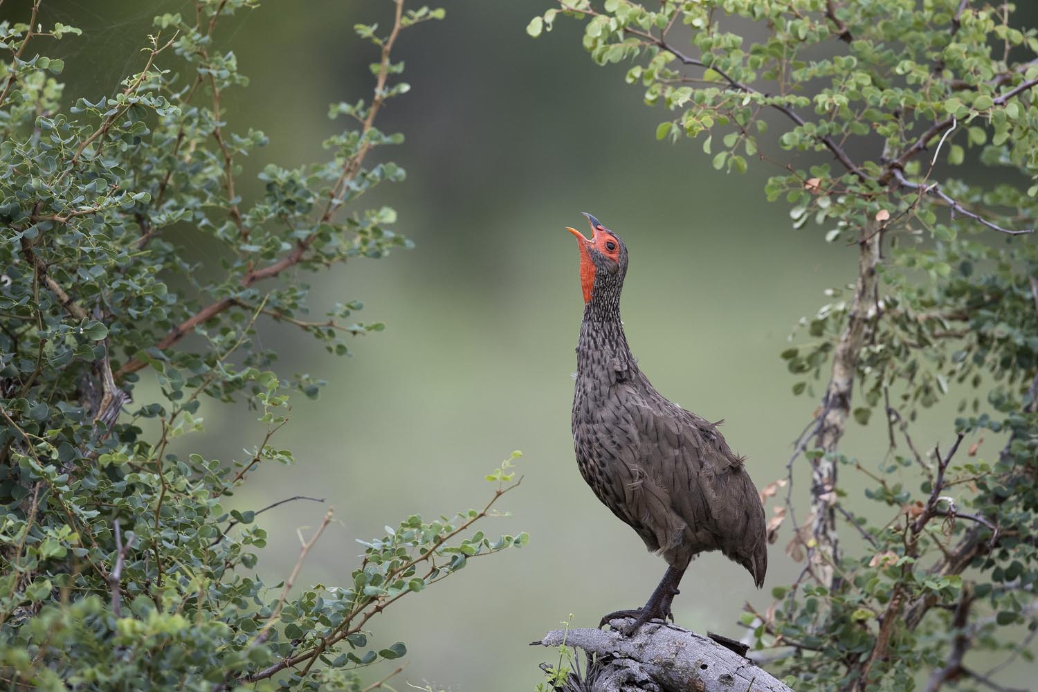 CERU-Celebrating Bird Diversity079