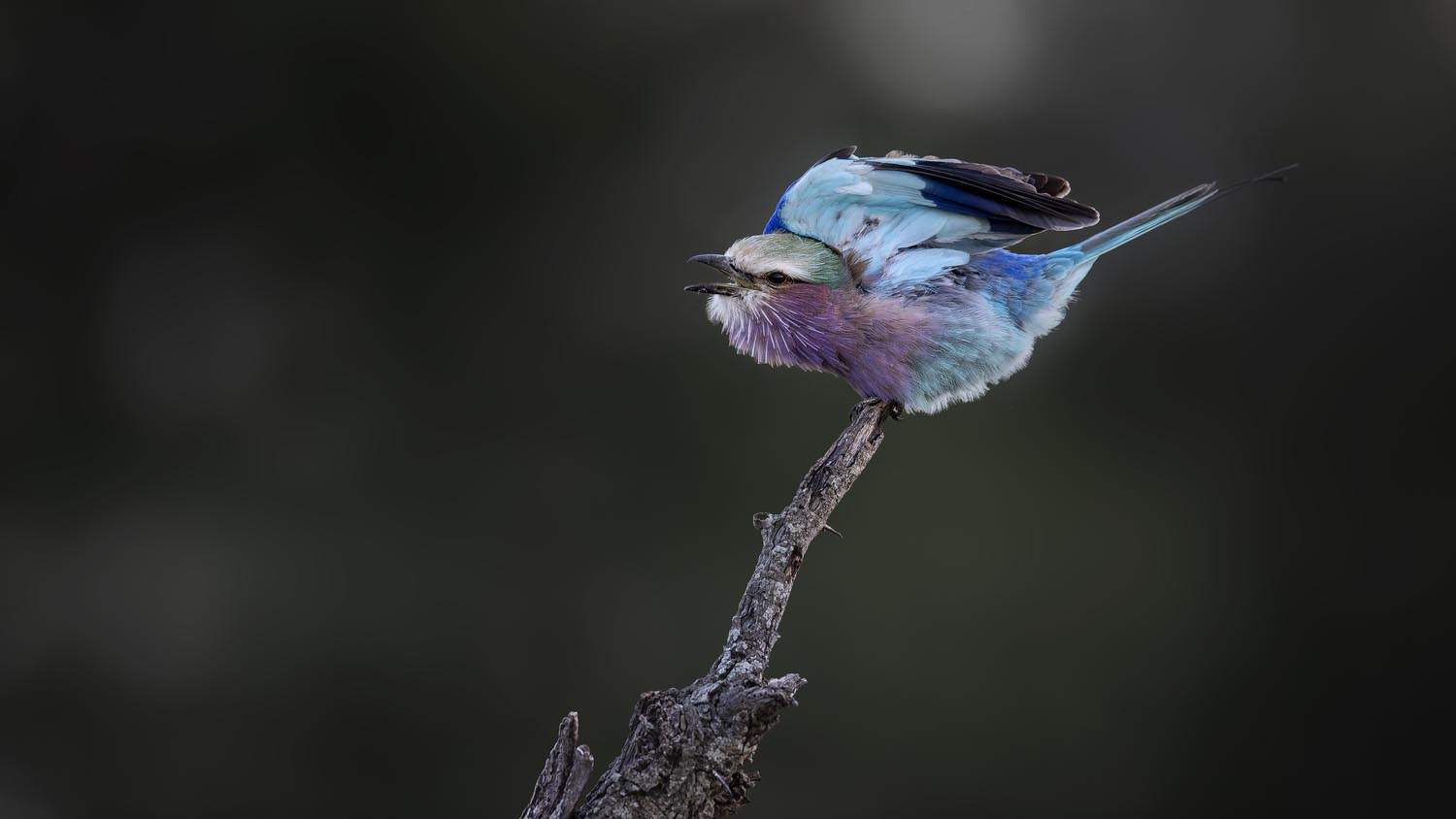 CERU-Celebrating Bird Diversity080