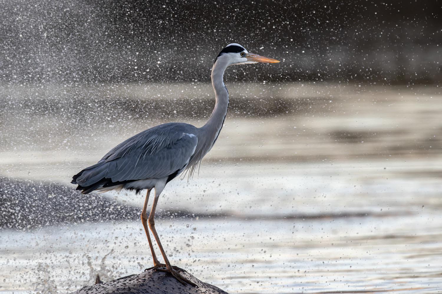 CERU-Celebrating Bird Diversity081