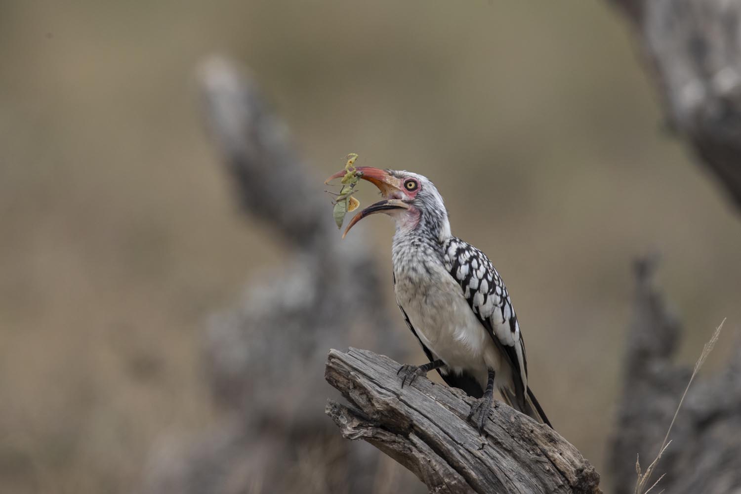 CERU-Celebrating Bird Diversity082
