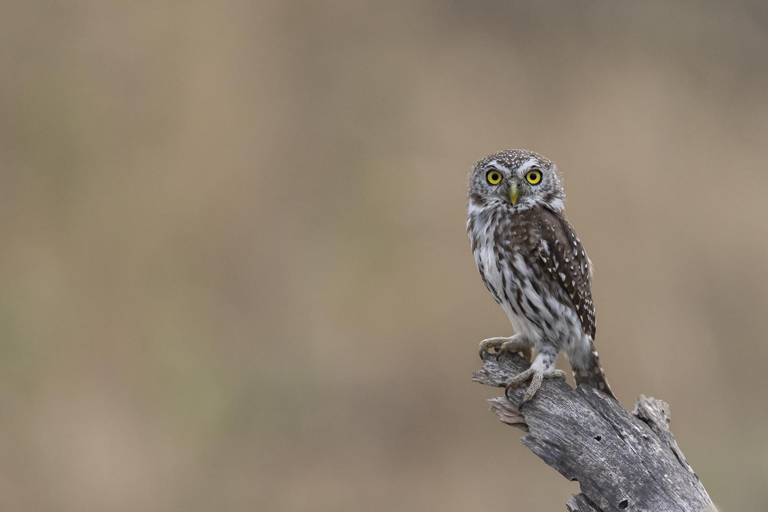 CERU-Celebrating Bird Diversity083