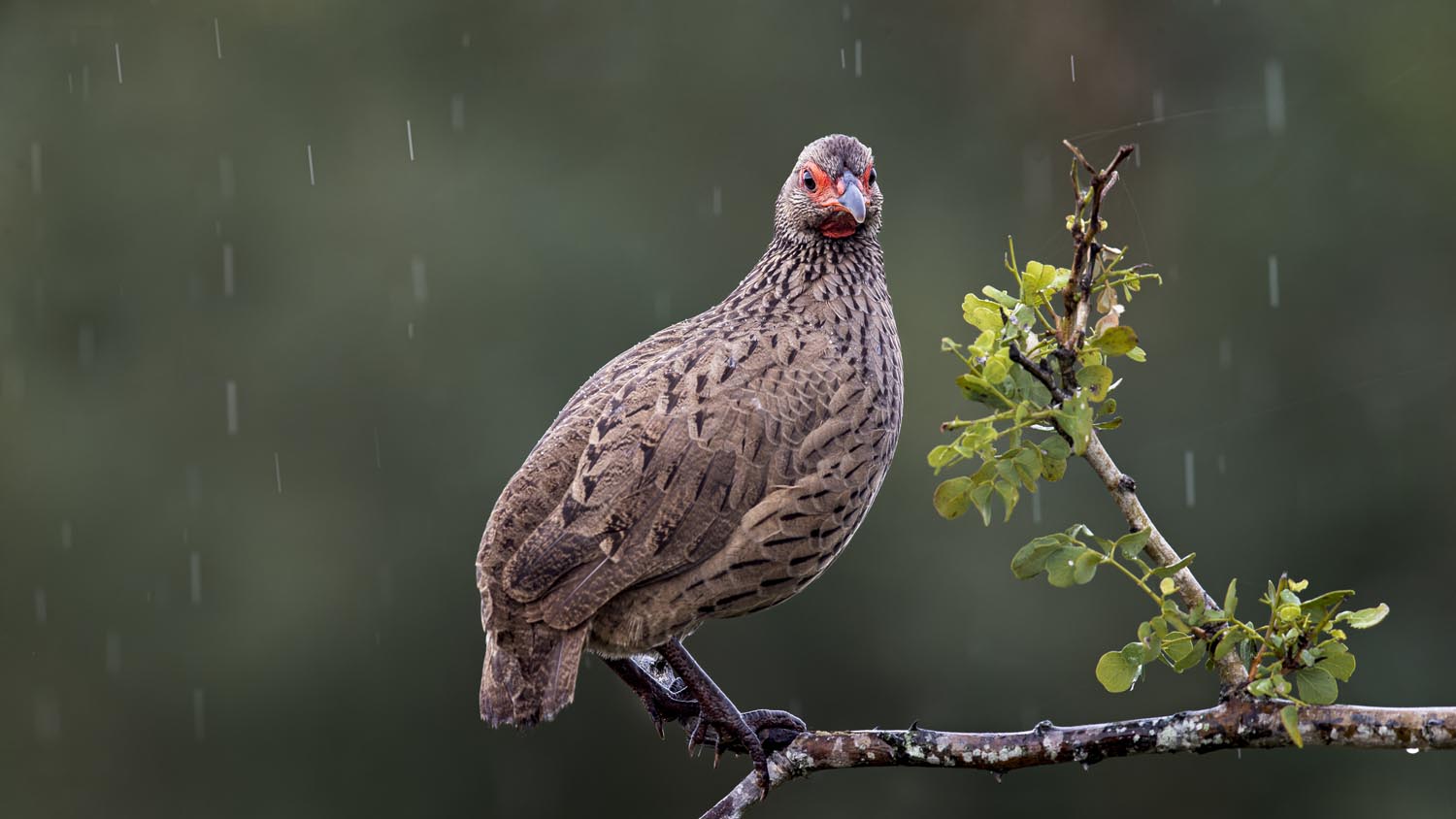 CERU-Celebrating Bird Diversity084