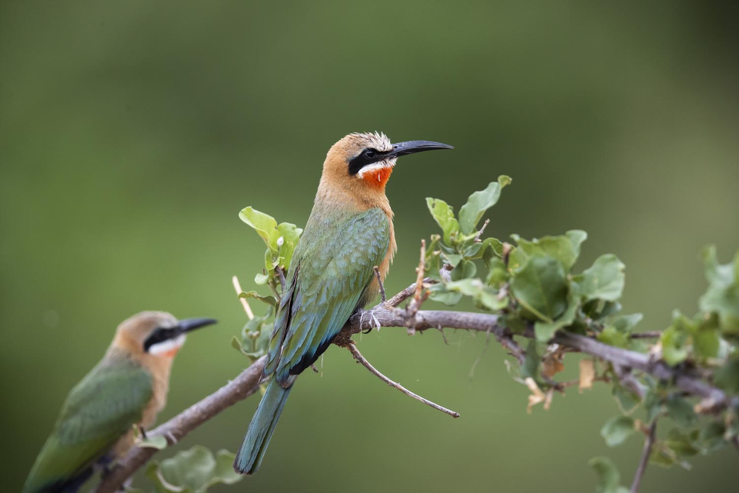 CERU-Celebrating Bird Diversity085