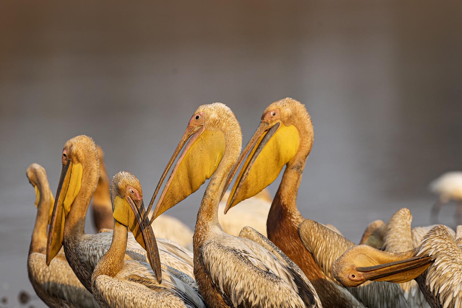 CERU-Celebrating Bird Diversity086