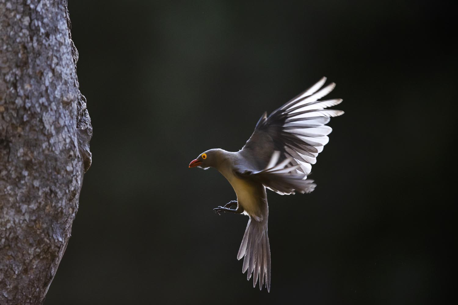 CERU-Celebrating Bird Diversity087
