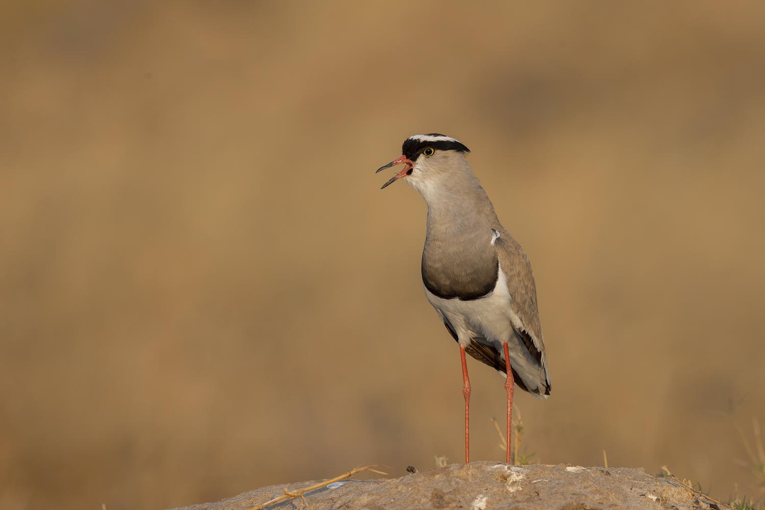 CERU-Celebrating Bird Diversity088