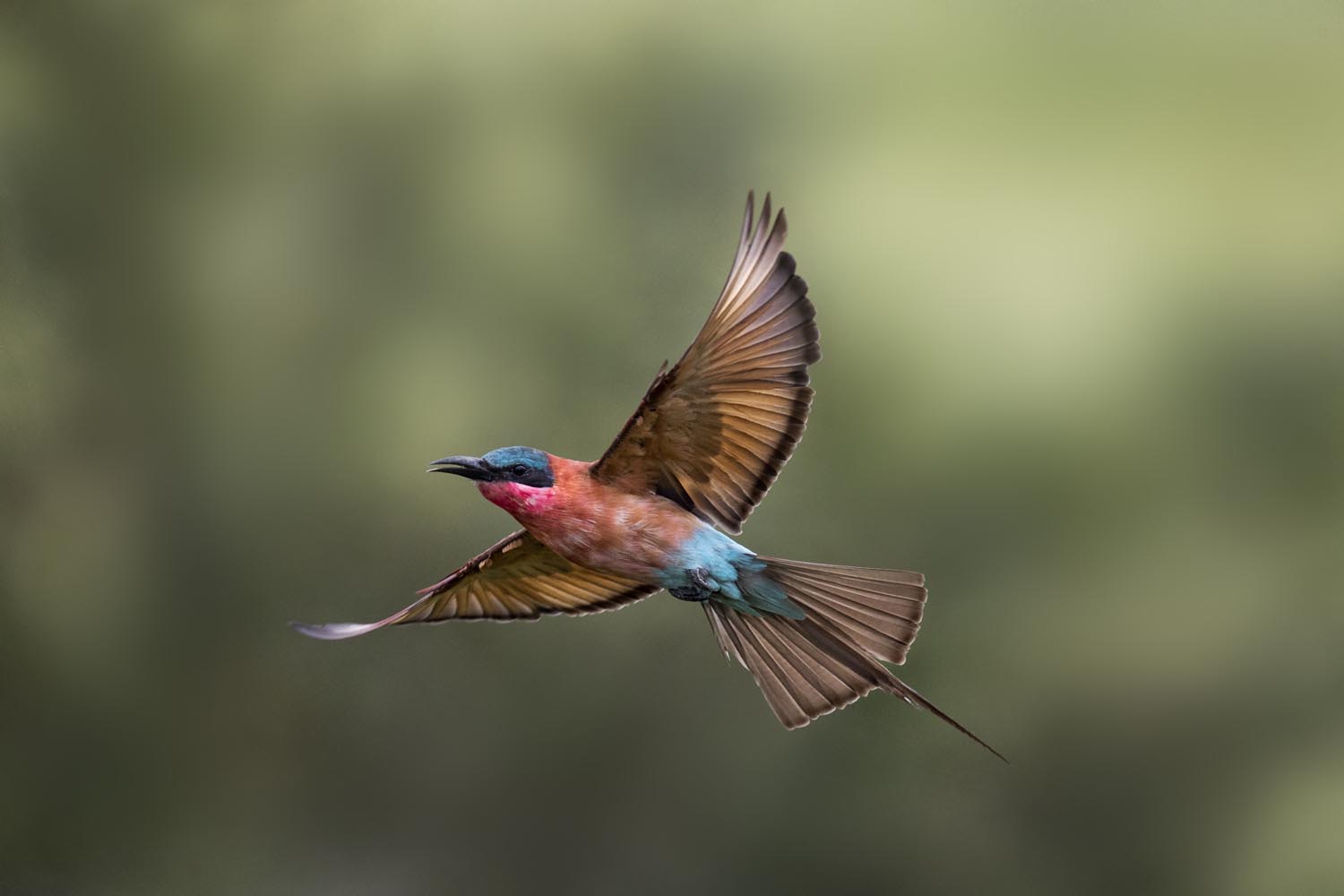 CERU-Celebrating Bird Diversity089