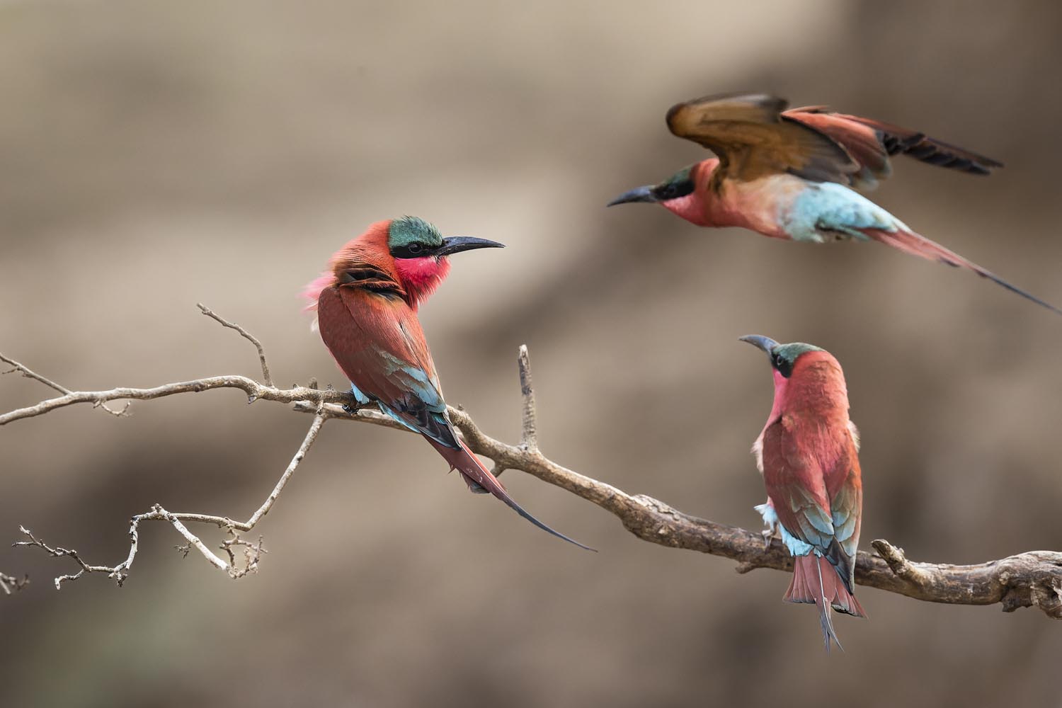 CERU-Celebrating Bird Diversity090