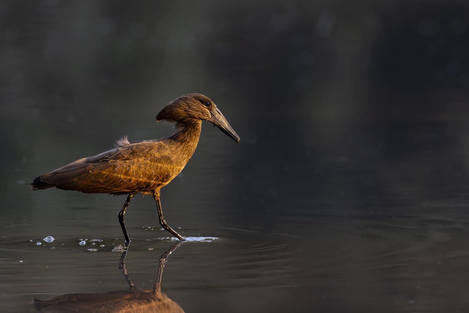 CERU-Celebrating Bird Diversity091