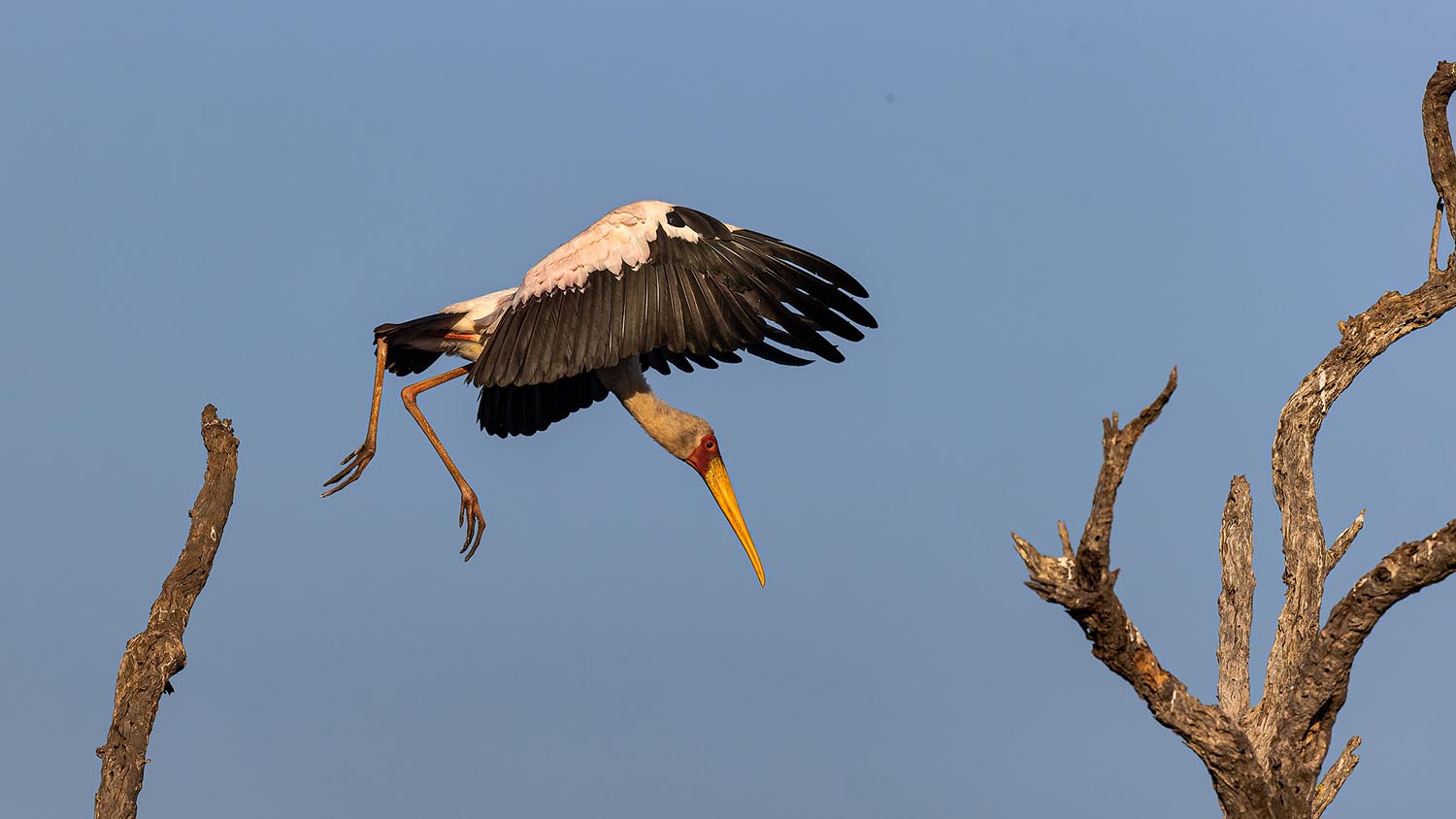 CERU-Celebrating Bird Diversity092