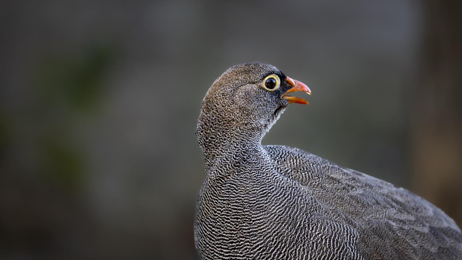 CERU-Celebrating Bird Diversity093
