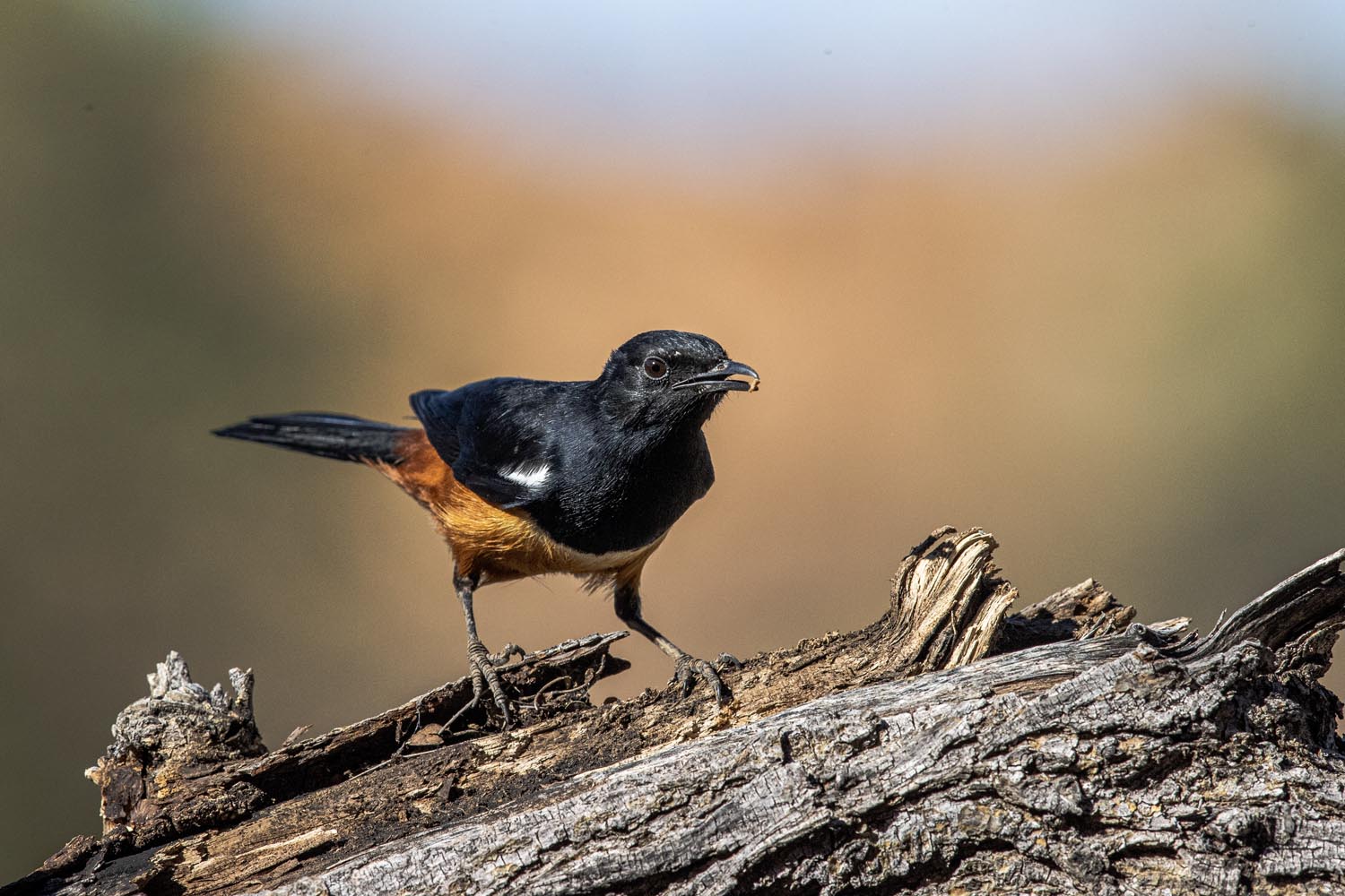 CERU-Celebrating Bird Diversity094