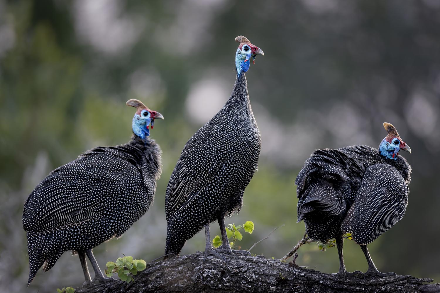 CERU-Celebrating Bird Diversity096