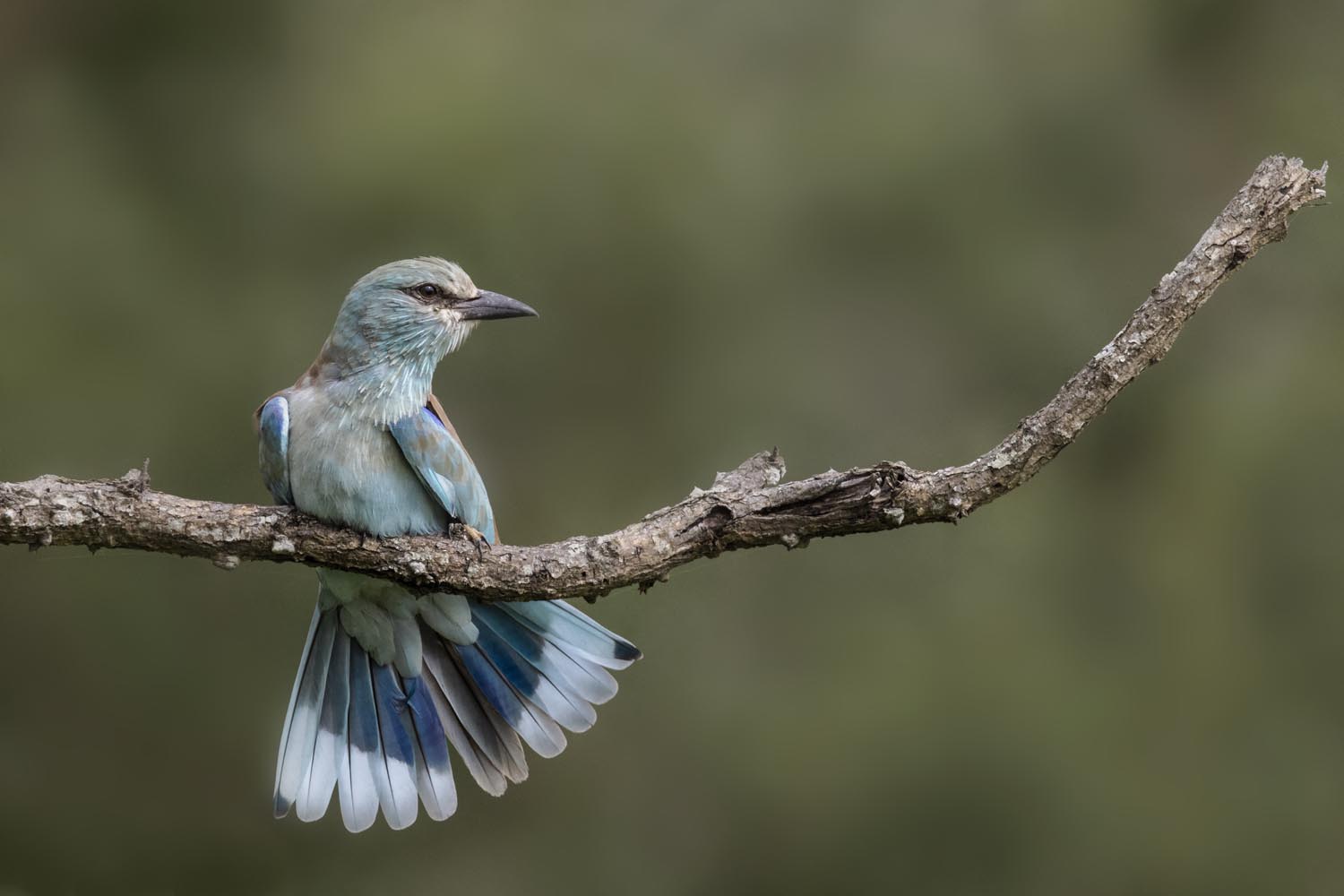 CERU-Celebrating Bird Diversity097