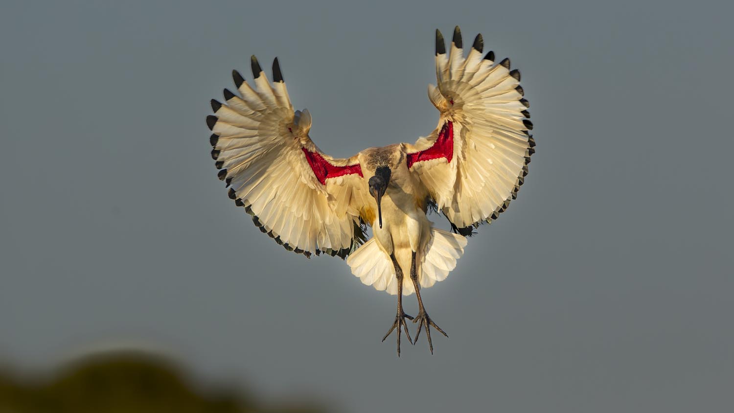 CERU-Celebrating Bird Diversity098