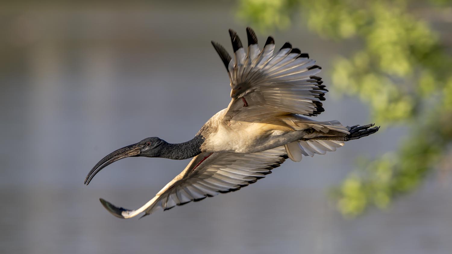 CERU-Celebrating Bird Diversity099