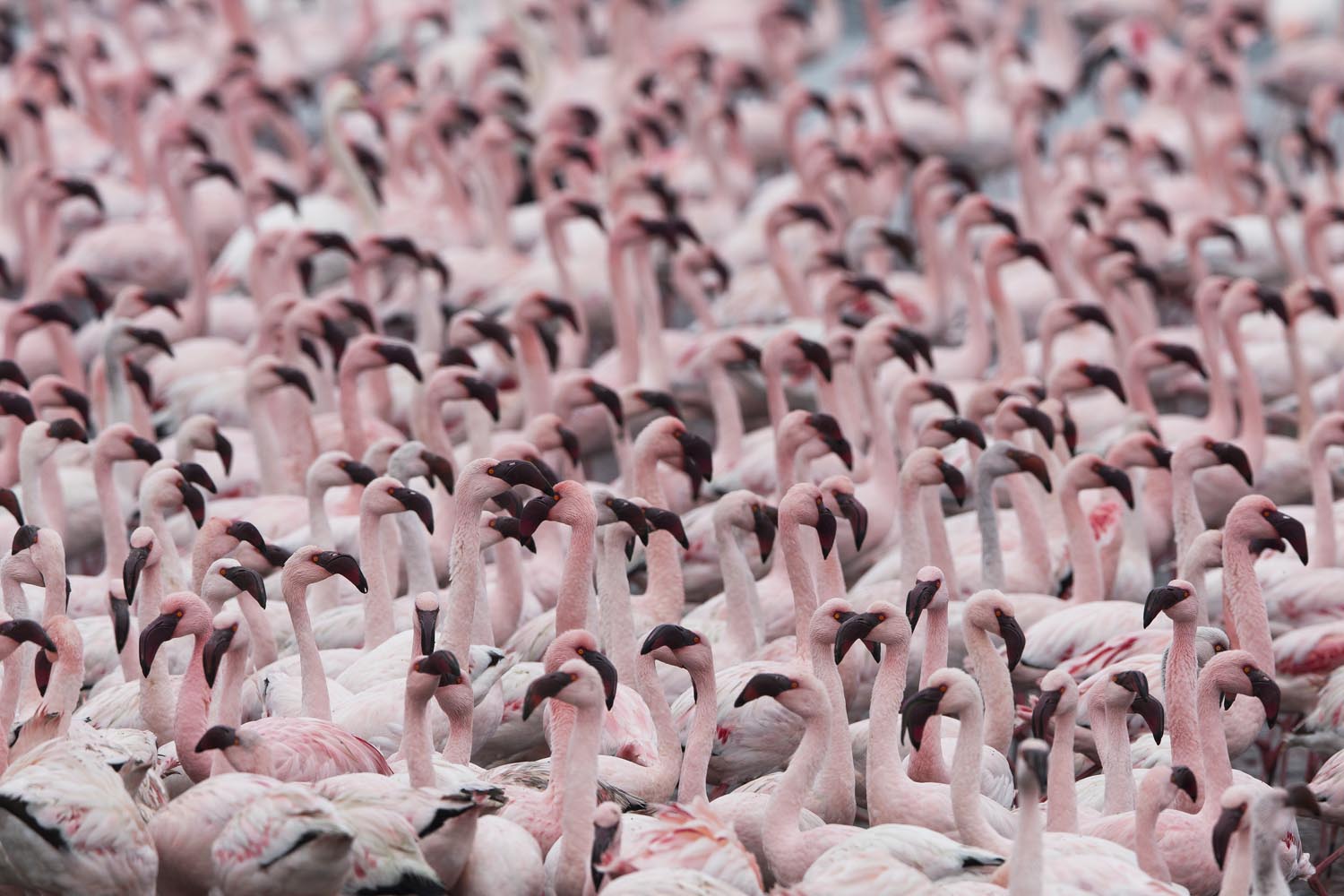 CERU-Celebrating Bird Diversity100