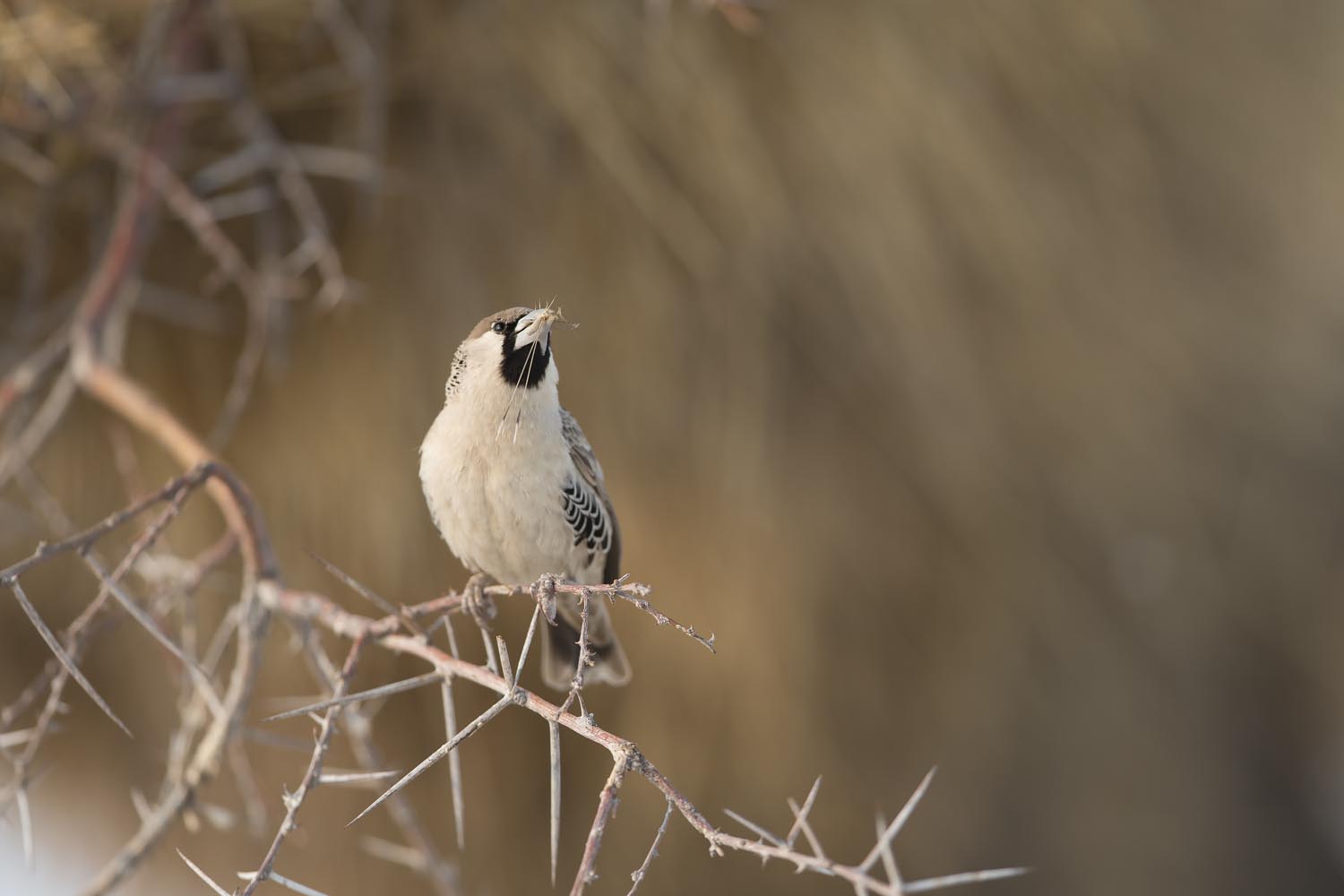 CERU-Celebrating Bird Diversity101