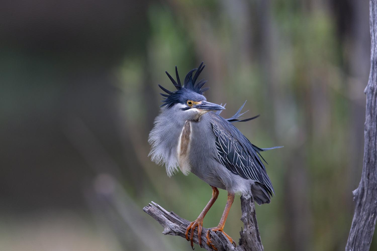 CERU-Celebrating Bird Diversity102